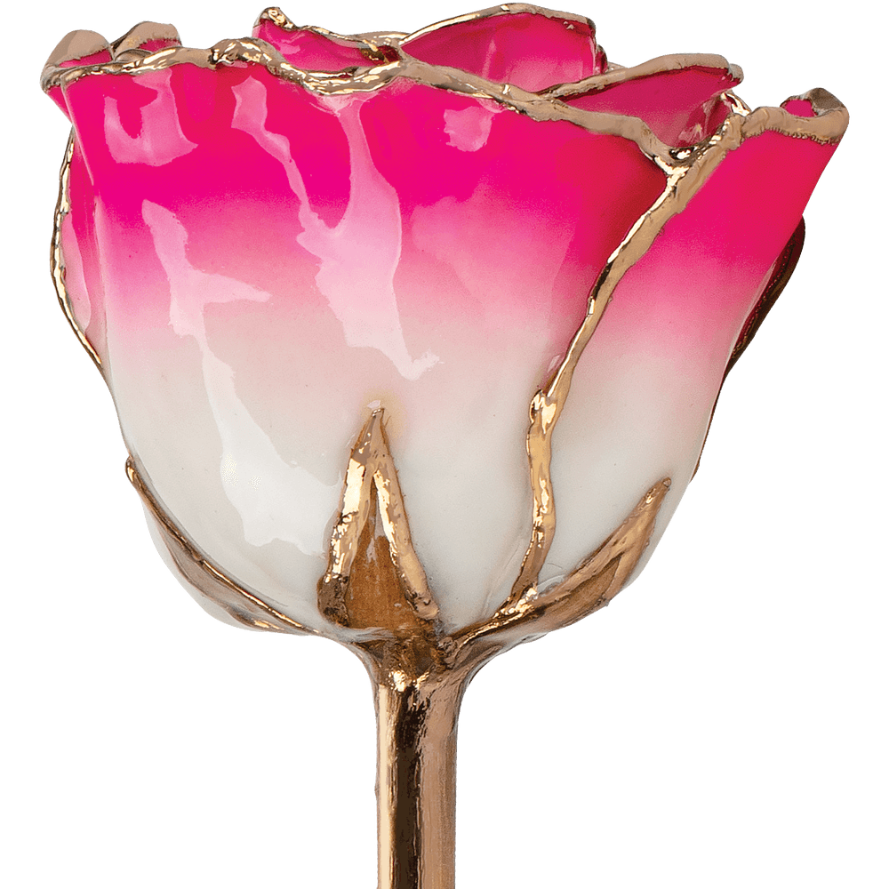 Cream Magenta 24k Gold Dipped Rose