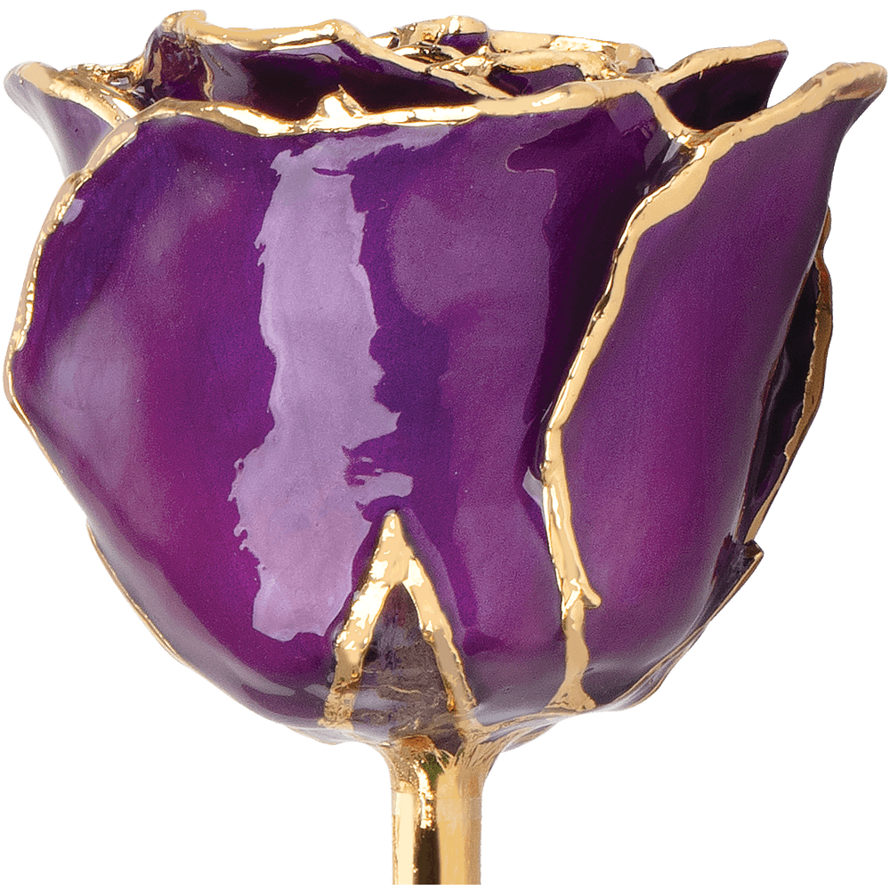 Purple 24k Gold Dipped Rose