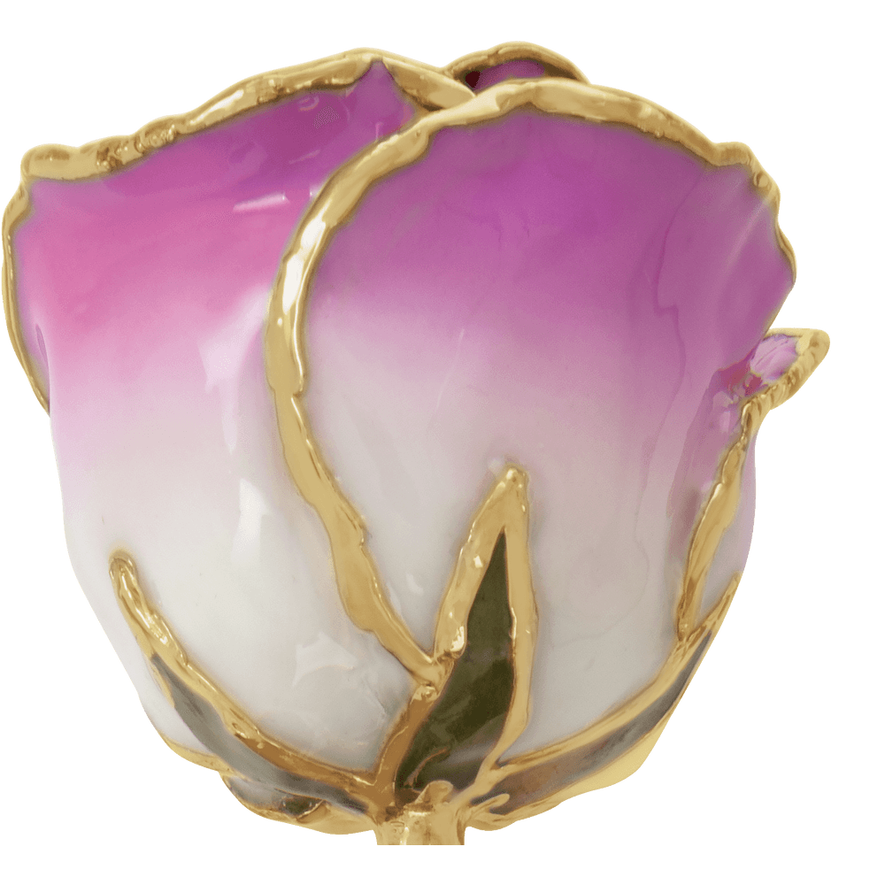 Cream Picasso 24k Gold Dipped Rose