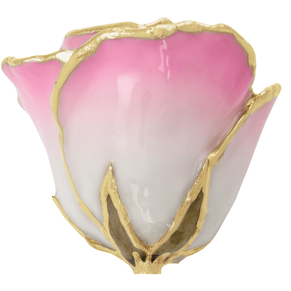 Cream Pink 24k Gold Dipped Rose