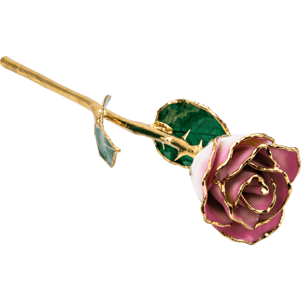 Cream Pink 24k Gold Dipped Rose